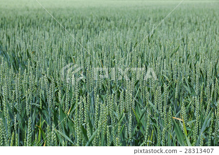 wheat field in France wheat field in France 28313407