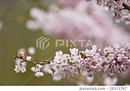 Cherry Blossom	 28313767