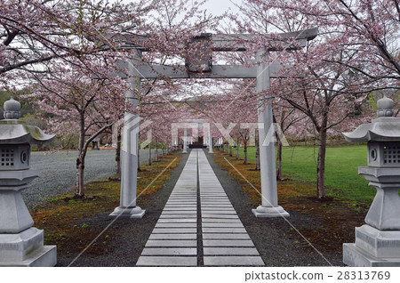 Cherry blossoms at Meiwa Shrine 28313769