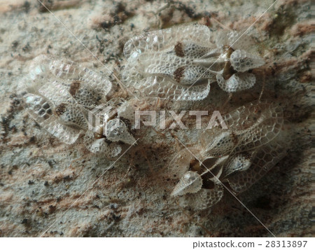 Platanus Gum Bai over the winter 28313897