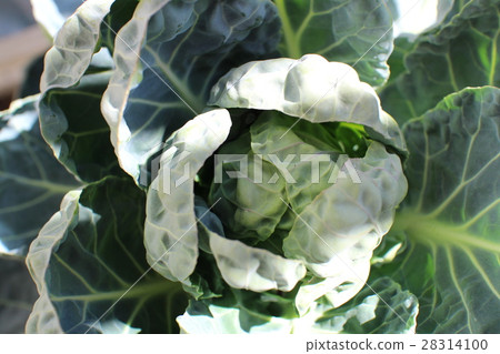 Cabbage 2 28314100