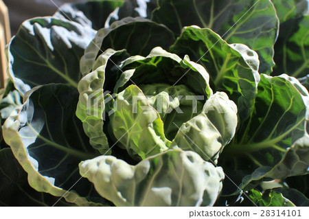 Cabbage 3 28314101