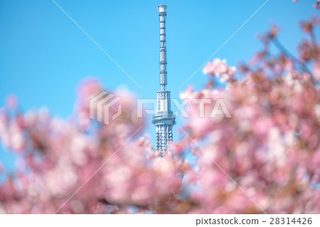 Tokyo Sky Tree and Cherry Blossoms in full bloom Kawazu cherry tree 28314426