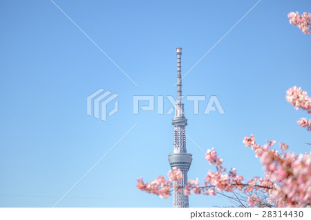 Tokyo Sky Tree and Cherry Blossoms in full bloom Kawazu cherry tree Tokyo Sky Tree and Cherry Blossoms in full bloom Kawazu cherry tree 28314430