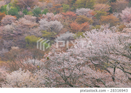 Cherry tree in full bloom Cherry tree in full bloom 28316943