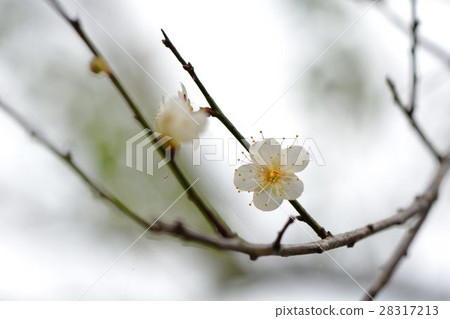 Plum Blossom Tree Innocent Dai Umezono Shunchun Tenryu. Plum Blossom Tree Innocent Dai Umezono Shunchun Tenryu. 28317213
