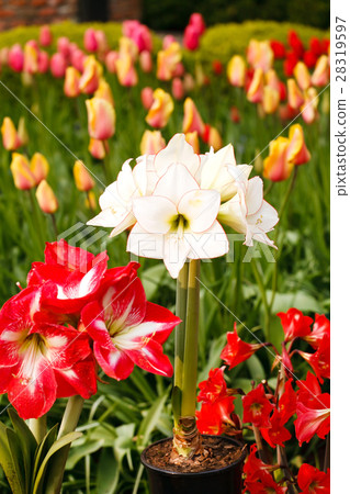spring garden spring garden 28319597