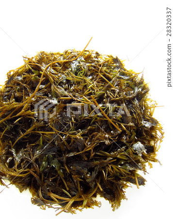 Ginkgo bird seaweed Ginkgo bird seaweed 28320337