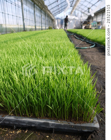 Seedlings Seedlings 28321515