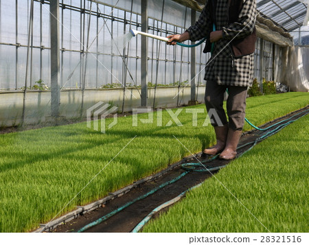 Seedlings Seedlings 28321516