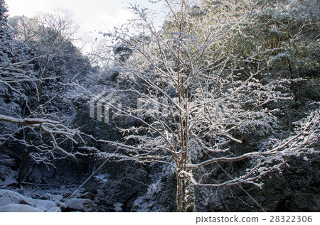 雪地 28322306