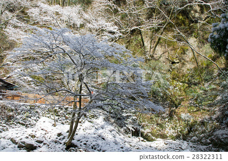 在樹枝上的雪 在樹枝上的雪 28322311
