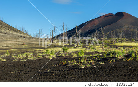 Dead wood - a consequence of a catastrophic 28323124