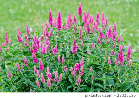 維羅尼卡（斯皮德韋爾） 28323150