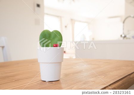 在餐桌上的一棵葉子植物 28323161