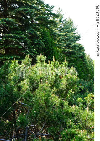 A fairy tic name Tyrolean pine 28323586