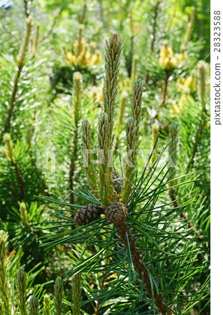 童話般的名字蒂羅爾松 28323588