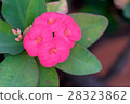 Close up of pink Crown of Thorns flowers 28323862