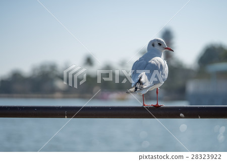 海鷗海鷗 海鷗海鷗 28323922