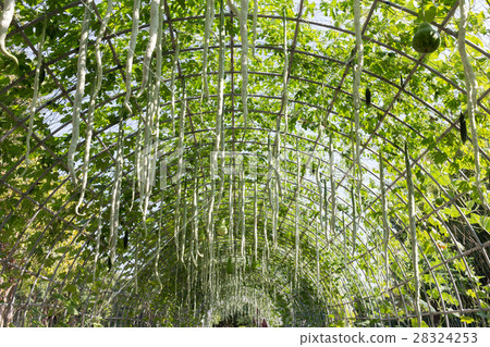 green marrow vegetable gourd in farm agriculture 28324253