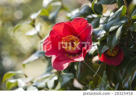 茶花 28325458