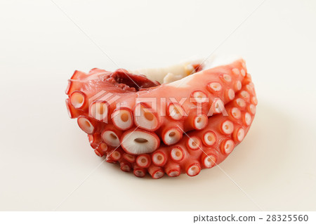 octopus octopus 28325560