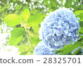 繡球 28325701