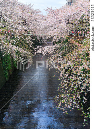 Sakura. Cherry blossom at Nakameguro Canal. 28325915