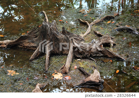 Stump in a peat swamp forest 28326644