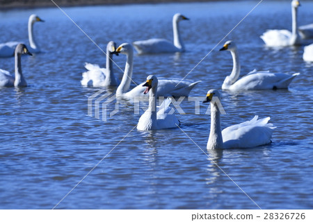 Koho swan of Kiso River Koho swan of Kiso River 28326726