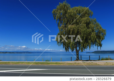 Tree at Lake Taupo, North Island of New Zealand 28326879