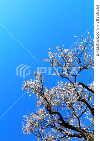 Plum of Kairakuen 28326963