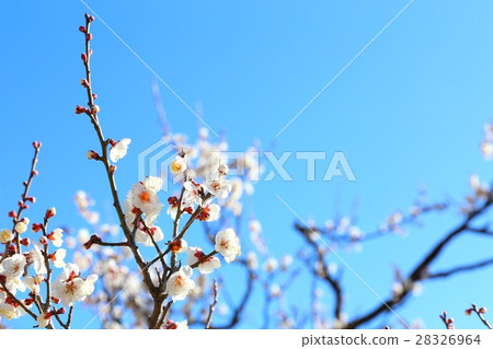 Plum of Kairakuen 28326964