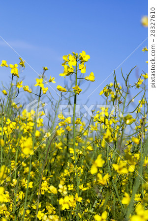 yellow flower of rape yellow flower of rape 28327610