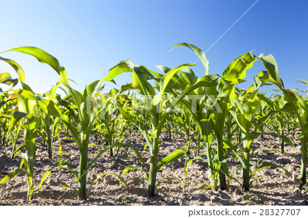 Field of green corn Field of green corn 28327707