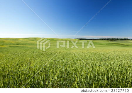 Field with cereal 28327730