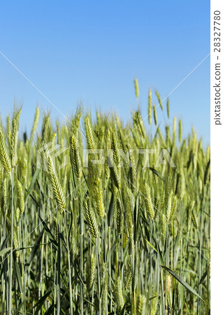 Field with cereal Field with cereal 28327780