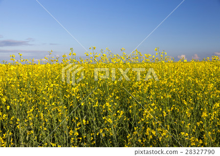 yellow flower rape 28327790
