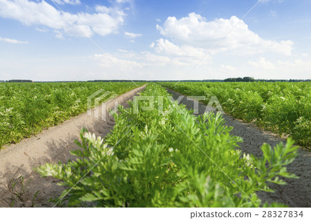 Field with carrot 28327834
