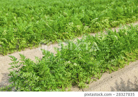 Field with carrot 28327835