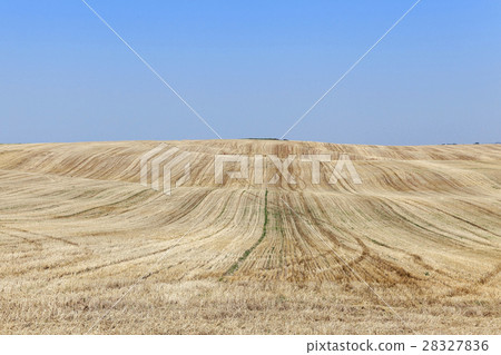 wheat field after harvest 28327836