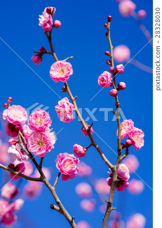 小白 小白 28328030