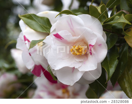 Camellia 28328086