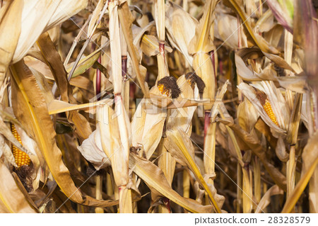 yellowed ripe corn yellowed ripe corn 28328579