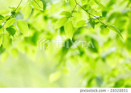 新鮮的綠色圖像素材 新鮮的綠色圖像素材 28328831