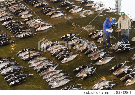 Tuna bidding 28328961