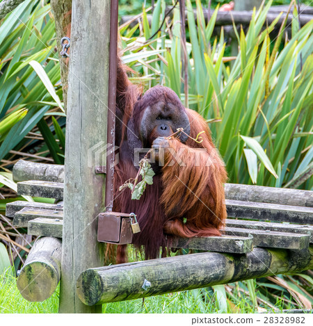 Bornean orangutan (Pongo pygmaeus) 28328982