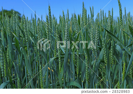 field with immature wheat field with immature wheat 28328983