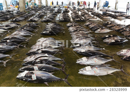 金槍魚招標 28328999