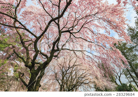 Tree row of trees Tree row of trees 28329684